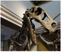dinosaur skeleton in Price Utah